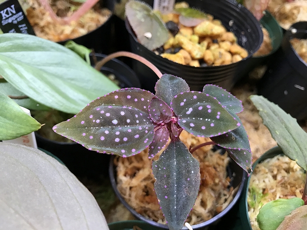 紺ソネリラ Sonerilla sp.Di Linh Plateau VietNam p*n様 青光りSonerila  Linh Plateau,Vi - メルカリ